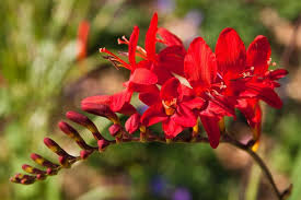 Montbretie Red King Crocosmia X Crocosmiiflora Red King Blumen Fur Garten Stauden Blumen Fur Hochzeit