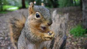 18 Surprising Facts About Squirrels