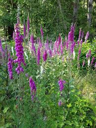 A Field Of Wild Foxgloves Digitalis Purpurea They Are Not Native But Have Naturalized Widely In The Pnw Woodland Garden Foxglove Landscape Architecture