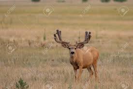The number of points refers to how many spikes. Mule Deer Buck In Velvet Stock Photo Picture And Royalty Free Image Image 113465212
