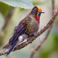 The Rainbow Bearded Thornbill Chalcostigma Herrani Is One Of The Most Beautiful Hummingbirds In Colombia Pretty Birds Most Beautiful Birds Audubon Birds