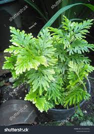 Image result for Selaginellaceae