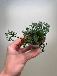 Image result for Elaphoglossum kivuense