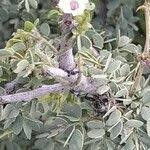 Image result for Ormocarpum trichocarpum