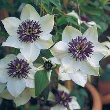 Check spelling or type a new query. Clematis Florida Bicolor Syn Florida Sieboldii Friedrich M Westphal Clematiskulturen