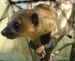 (2 days ago) best we also carry reptiles and small animals. 10 Exotic Pets That Are Legal To Own In New Jersey Pethelpful
