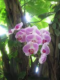Orchids In The Rainforest Pyramid At Moody Gardens Galveston Moody Gardens Orchids Pyramids