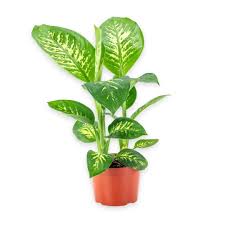Image result for beautiful dieffenbachia