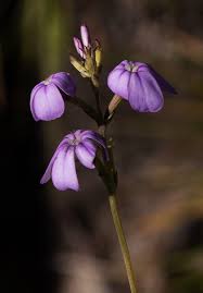 Image result for Buchnera chimanimaniensis