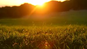 The great collection of hawaii sunset wallpaper for desktop, laptop and mobiles. Sunset Nature Background Green Grass Stock Footage Video 100 Royalty Free 27424822 Shutterstock