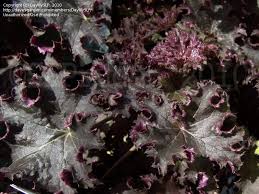Plantfiles Pictures Heuchera Alum Root Alumroot Coral Bells Coralbells Purple Petticoats Heuchera By Daylilyslp I recently came across a purple petticoats heuchera at the garden center and couldn't resist bringing it home with me. dave s garden