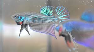 Betta smaragdina ist eine relativ ruhige und zurückhaltende art. Beautiful Betta Smaragdina Youtube