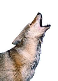 .although coyotes won't eat foxes, they do kill them to prevent them from causing resource this newfound abundance has disrupted animal behavior in more than just foxes and coyotes. Outdoor Cats Are Easy Prey For Coyotes Csmonitor Com