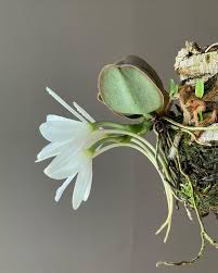 Image result for Aerangis montana