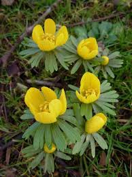 Pin On Spring Bulbs