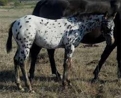 Silverado Rein Aphc Stallion
