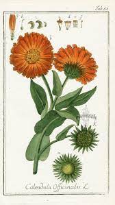 Gallery For Calendula Flower Tattoo Botanical Drawings Botanical Illustration Botanical Prints