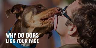 Why Do Dogs Lick Your Face Submission Affection Prevention Faqs