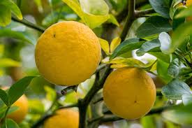 Image result for Citrus trifoliata