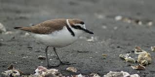 Ile D Oleron Attention Aux Nids D Oiseaux Sur La Plage