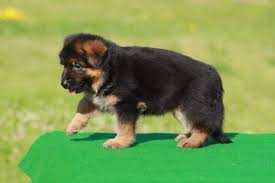 German shepherd dogs are fiercely loyal and protective guardians. German Shepherd Dog By Harry Dog Farm German Shepherd Dog Inr 20 K Piece Approx Id 5467975