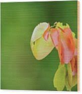 Image result for Colophospermum