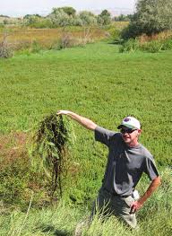 Image result for Hemarthria natans