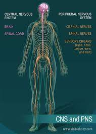 Nervous System Overview Central Nervous System Nervous System Nervous System Diagram