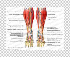 12 photos of the muscle diagram leg. Foot Crus Nerve Human Leg Muscle Png Clipart Abdomen Anatomy Area Arm Artery Free Png Download