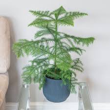 Norfolk pine bonsai islands on a beautiful ceramic pot looking to give it up to someone that could appreciate. I6h3eqi Opu M