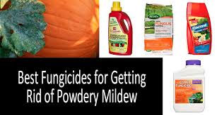 Bioadvanced Fungus Control For Lawns Canada Best Fungicides For Powdery Mildew And Snow Mold Treatment Review 2020
