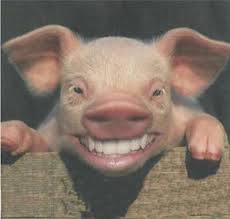 Using animal images for social media is always a good idea. 22 Most Funny Animal Faces Pictures You Have Ever Seen