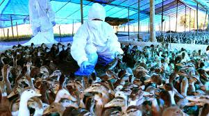 The first human case of illness from highly pathogenic avian influenza (termed hpai in older literature). Bird Flu Under Control In Kerala More Cases Reported From Rajasthan Punjab Mp And Hp Newsclick