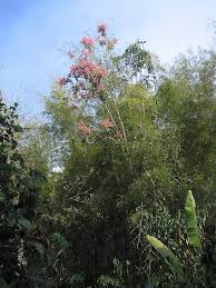 Image result for Triplaris americana