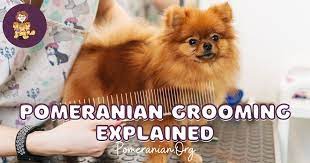 Pomeranian Grooming Explained Learn How To Groom A Pomeranian Dog