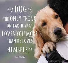 Maybe you would like to learn more about one of these? Dogs Unconditional Love Quotes Quotesgram