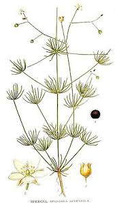 Image result for Spergula
