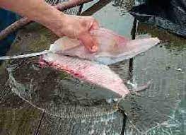 How To Clean And Fillet Flounder – Www.daybreakfishing.com