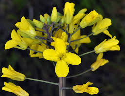 Image result for Brassica rapa