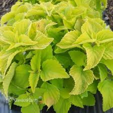 Image result for Coleus hereroensis