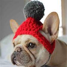 Winter Is Coming Christmas Dog Hat Dog Hat French Bulldog Clothes