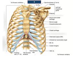 The thorax is bound by bony structures including the 12 pairs of ribs and thoracic vertebrae, whilst also being supported by. Thorax Diagram Quizlet