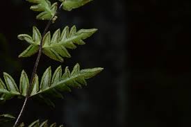 Image result for Pellaea boivinii