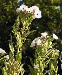 Image result for Astripomoea hyoscyamoides