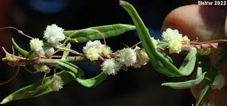 Image result for Cuscuta approximata