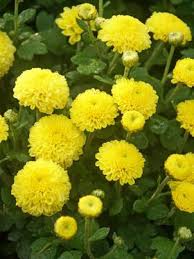 Mum Lemon Baby Tears Mum Button Style Chrysanthemum Fleur Jardin Fleurs Jardins
