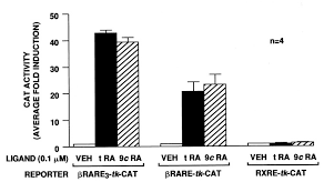 Print ca form 1032 1032 form. Endogenous Retinoic Acid Receptor Rar Retinoid X Receptor Rxr Heterodimers Are The Major Functional Forms Regulating Retinoid Responsive Elements In Adult Human Keratinocytes Journal Of Biological Chemistry