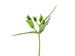 Image result for Guizotia scabra