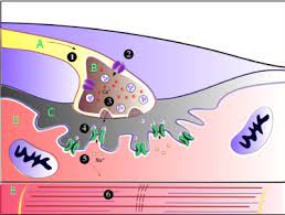 This unusual venom is dominated by while latrodectins and other peptides are highly expressed in house spider and black widow venom glands, latrotoxins account for a far smaller. Acetylcholine Wikipedia