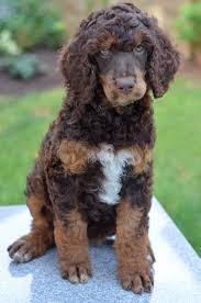 Maybe you would like to learn more about one of these? Windsor Poodles Dubuque Iowa Holly S Poodles
